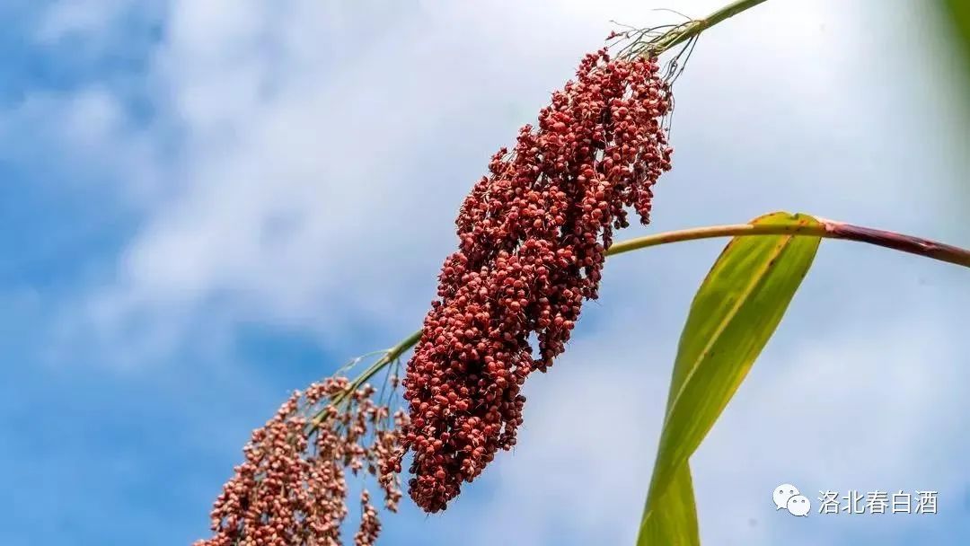 640_wx_fmt=jpeg&wxfrom=5&wx_lazy=1&wx_co=1 (6).jpg 圖片